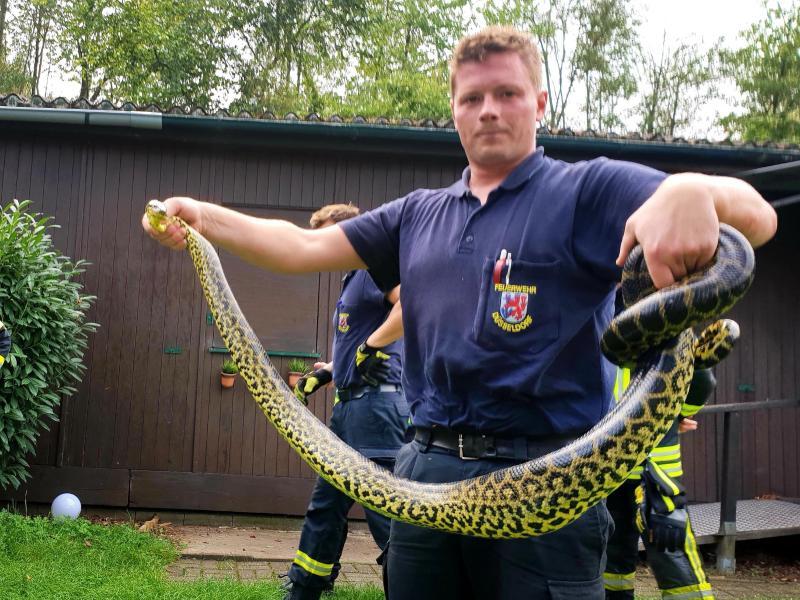 anaconda captured: fire department ends excursion of the "monster of loch latum"