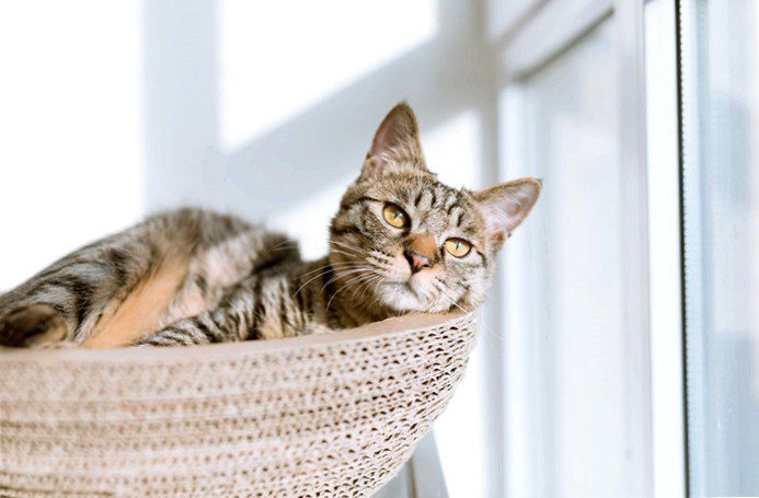 Keeping cats: 5 important tips for keeping cats