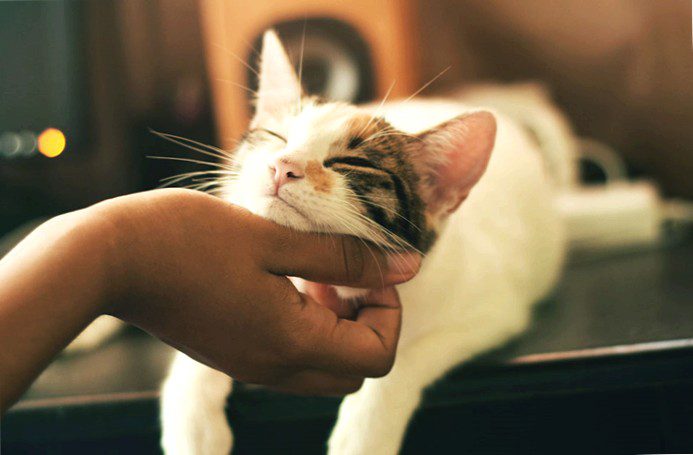 Keeping cats: 5 important tips for keeping cats