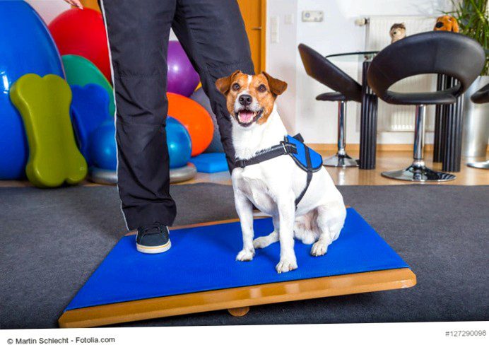 Physiotherapy for dogs