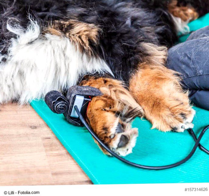 Physiotherapy for dogs