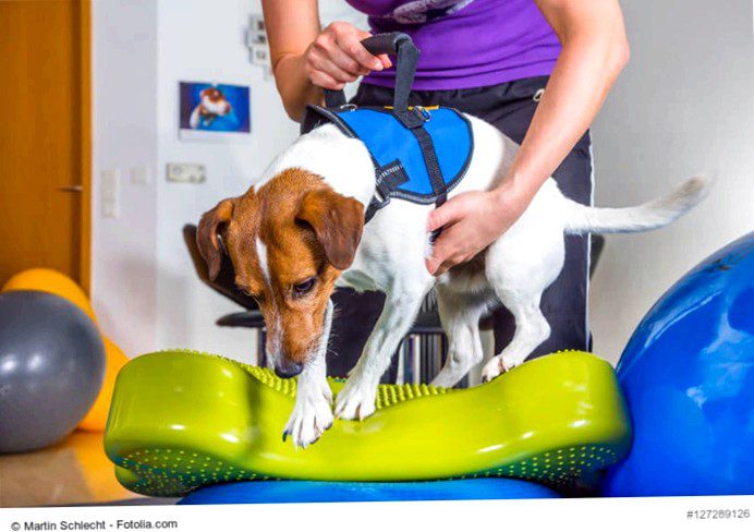 Physiotherapy for dogs