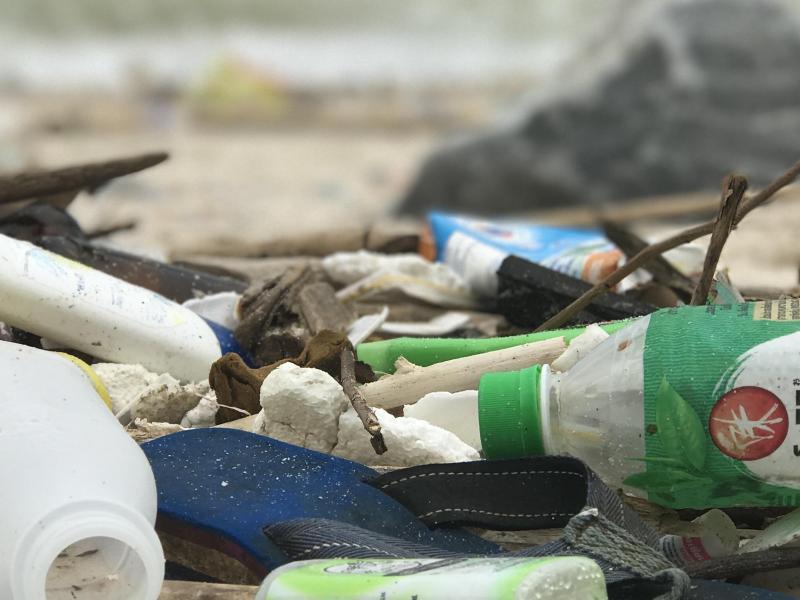 Tsunami aftermath: animals traveled to america on plastic floats